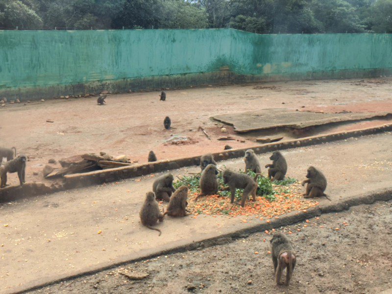 六福村狒狒區餵食及圍牆現況。圖／林務局提供