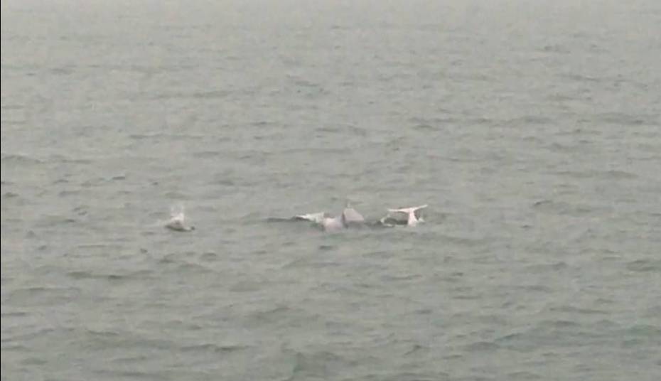 白海豚家族今晨現蹤雲林麥寮外海。圖／海巡署艦隊分署第十三海巡隊提供