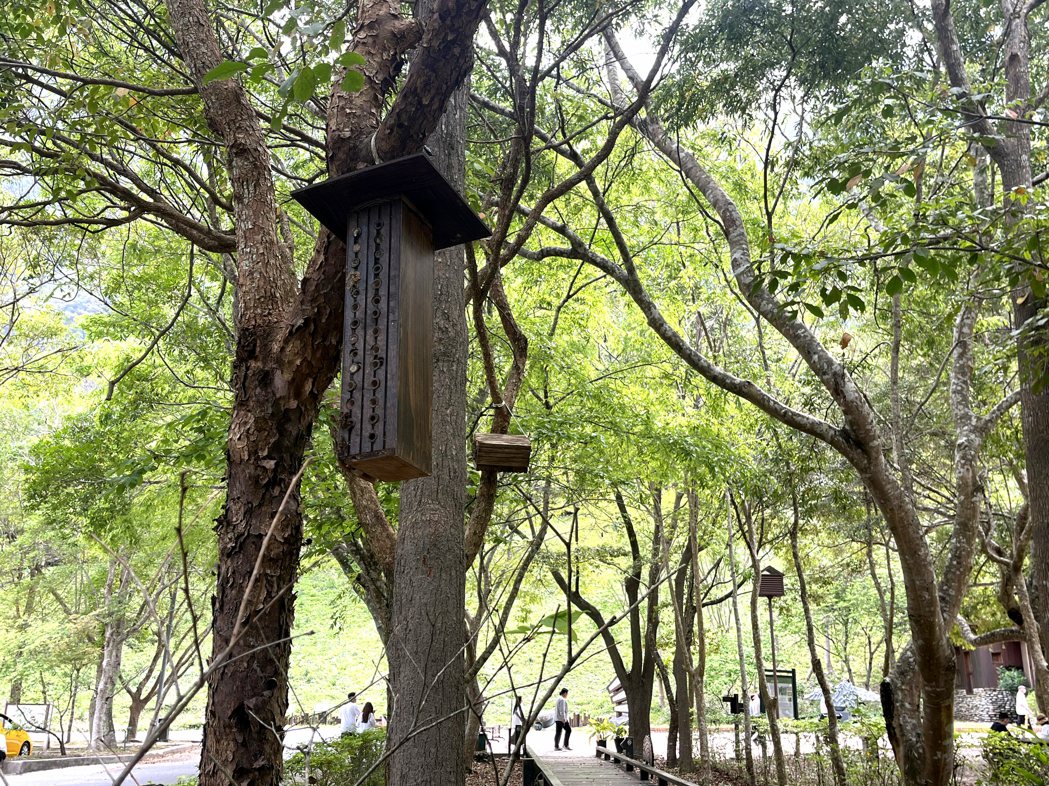 太魯閣國家公園管理處在布洛灣台地環流丘步道旁打造獨居蜂旅館，造型可愛。記者王燕華...