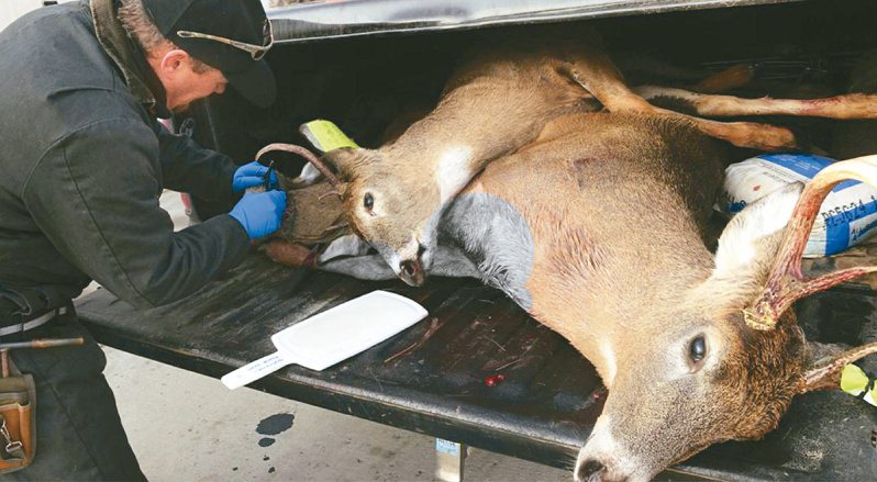 美國多個州曾傳出「狂鹿症」，衛福部中醫藥司預告禁止六國有狂鹿症國家的鹿茸（角）、鹿鞭、鹿角膠輸入。圖為美國內華達州保育專家處理感染「狂鹿症」鹿隻屍體畫面。（美聯社資料照）