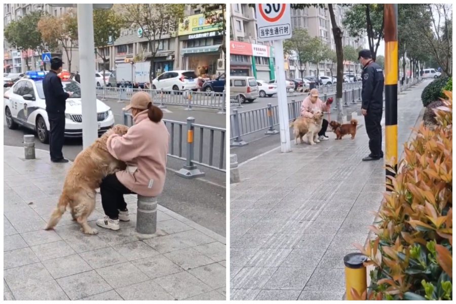 走失的黃金獵犬隨機黏上一名在路上遛狗的女子，對她百般糾纏，女子不得已只好報警。圖取自微博