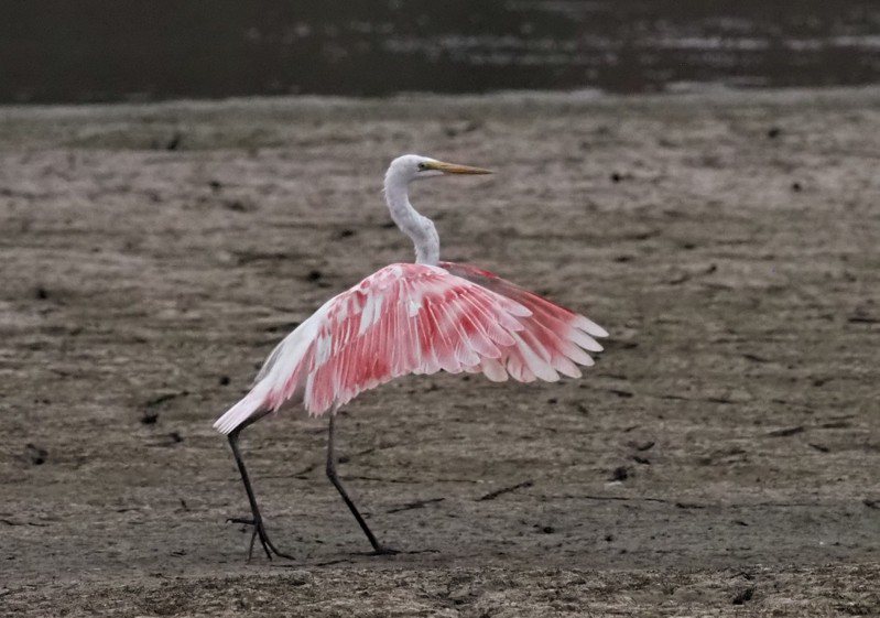 鳥友黃志煌在澄清湖附近拍到一隻羽翼呈粉紅色的大白鷺。圖／黃志煌提供