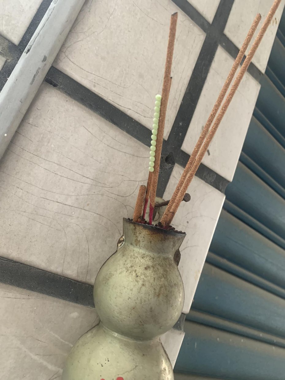 14顆荔枝椿象的卵像串珠一樣整齊依附在線香上。圖取自臉書