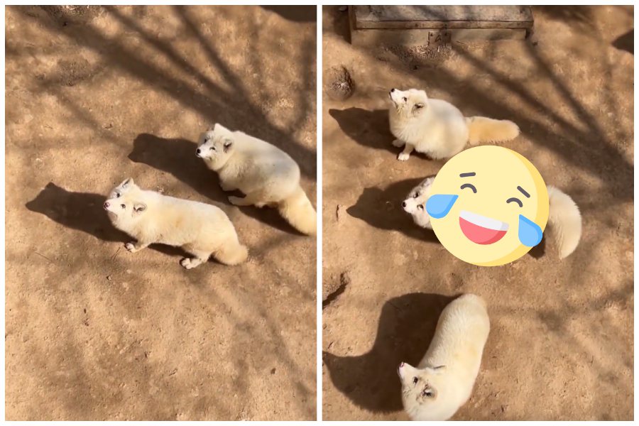 一群動物園的白狐都胖的跟瓦斯桶般。圖取自微博