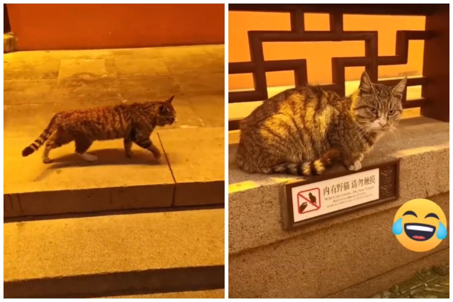 遊客想摸一隻孔廟的流浪貓，貓咪走到一塊寫著「請勿觸摸野貓」告示牌上。圖取自微博