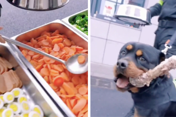 警犬餐裡豐富的菜色讓網友直呼超羨慕。圖/翻攝自微博