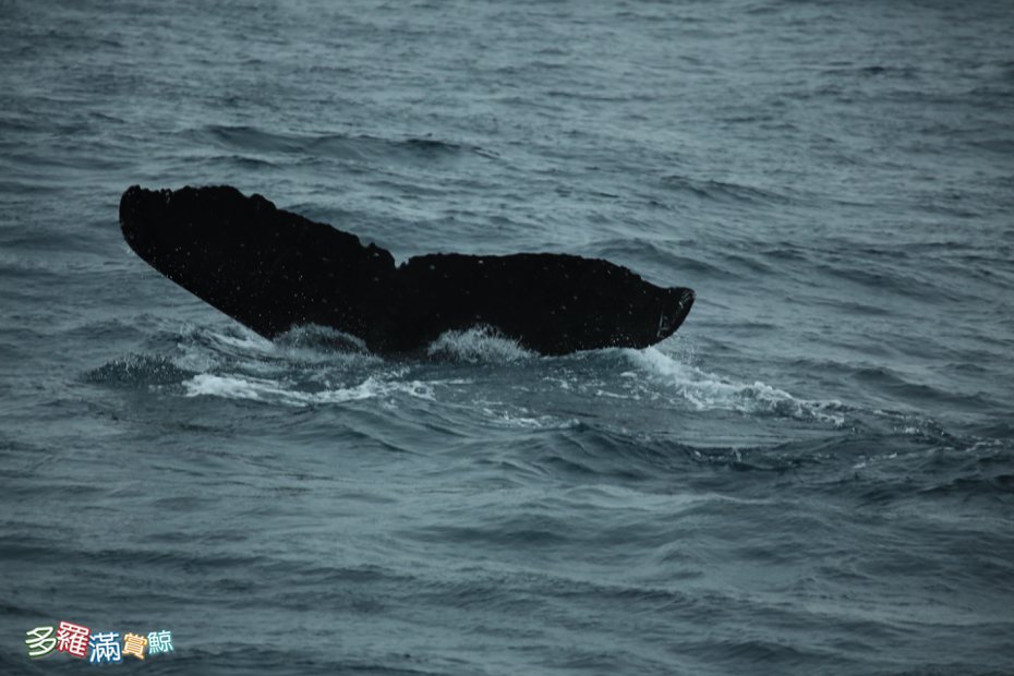 花蓮多羅滿賞鯨船在鹽寮外海再度目擊到大翅鯨母子檔，還做出舉尾下潛的招牌動作。圖／多羅滿提供
