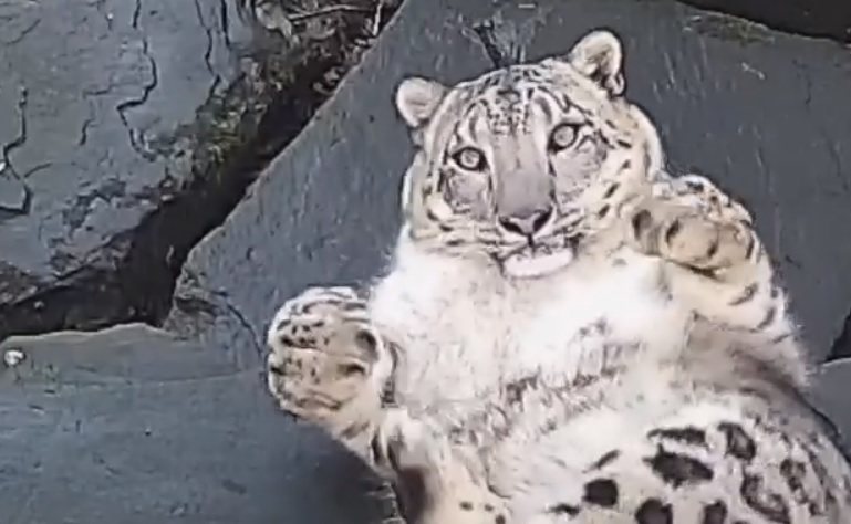動物園一隻雪豹平常相當霸氣，但牠卻被監視錄影器的鏡頭嚇到彈飛翻肚，全身肥肉跟著抖動還雙手舉高高。 (圖/取自影片)