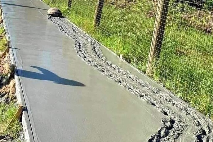 有網友在臉書社群分享一張烏龜在水泥地上留下長長足跡的照片。圖/動物梗圖星球