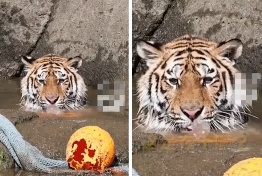 有遊客在動物園發現一隻老虎泡在水池裡面消暑，結果水池裡面瘋狂冒泡泡，讓不少網友笑翻想說老虎是不是在池子內放連環屁。 (圖/取自影片)