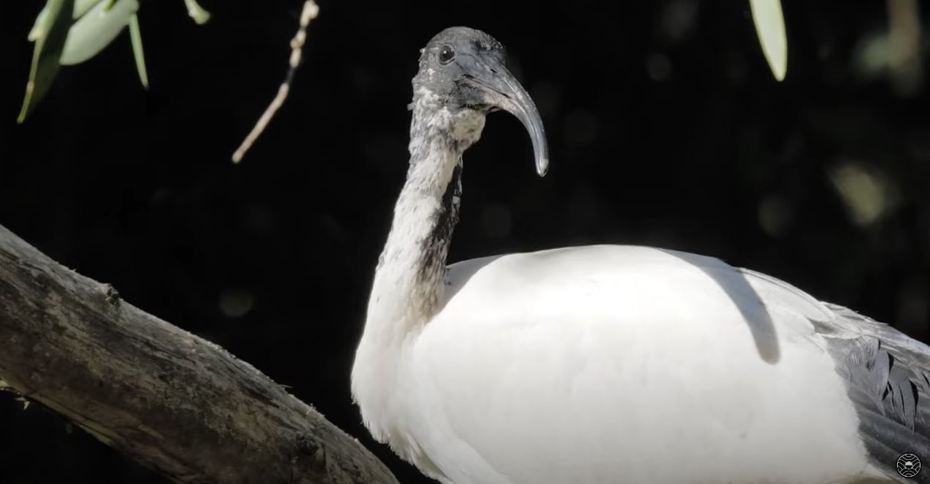 澳洲一種相當惹人厭的鳥類「澳洲白䴉」竟被當地人稱為「垃圾雞」，該物種什麼都吃還會翻垃圾，甚至會搶人手上的食物來吃，因此不少居民相當討厭牠們。 (圖/取自影片)