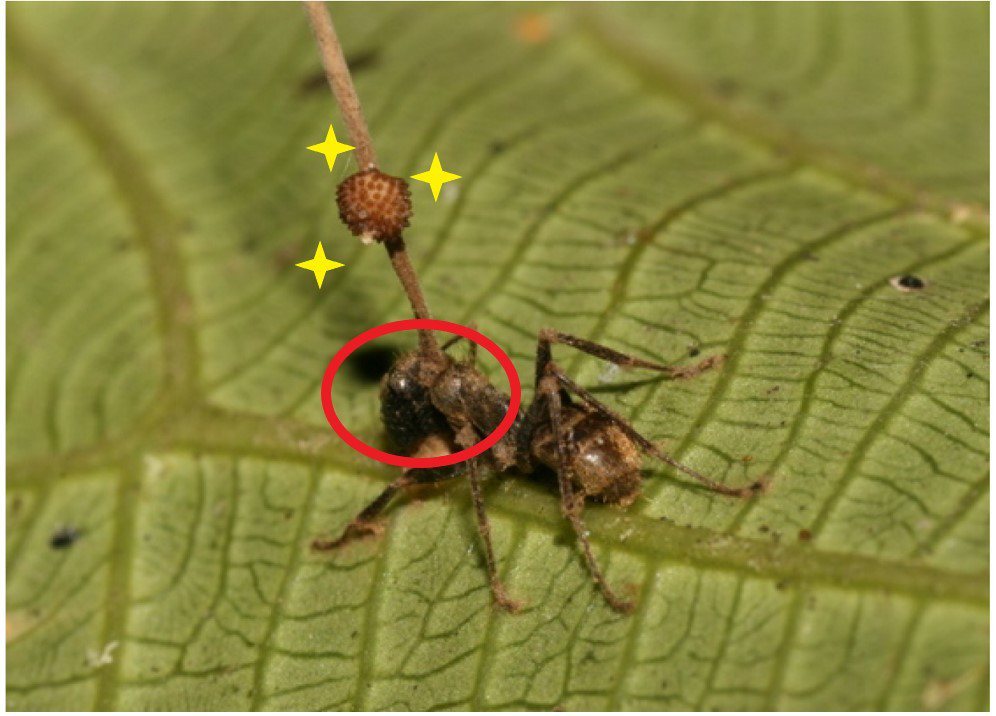 圖片來源：WIKI，螞蟻頭上直接長出孢子天線～