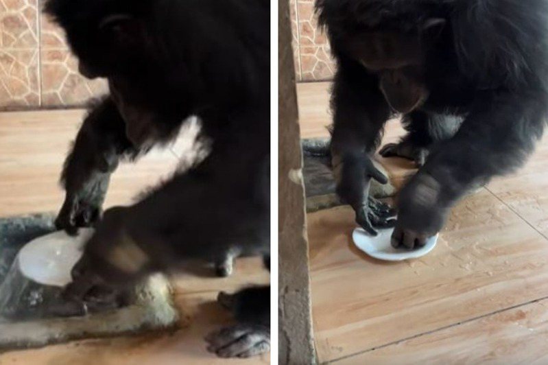 有網友到動物園觀光時拍下了令人震驚的畫面，園區的黑猩猩有潔癖，吃完飯之後都會把碗盤拿去水槽邊清洗，甚至還會洗衣服。 (圖/取自影片)