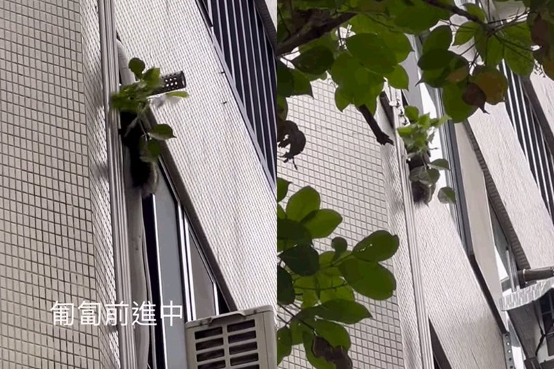 有網友目擊松鼠揹著樹葉在建築物外牆移動，笑說是都市叢林演習。圖擷自Youtube，網友「YP Lan」授權提供