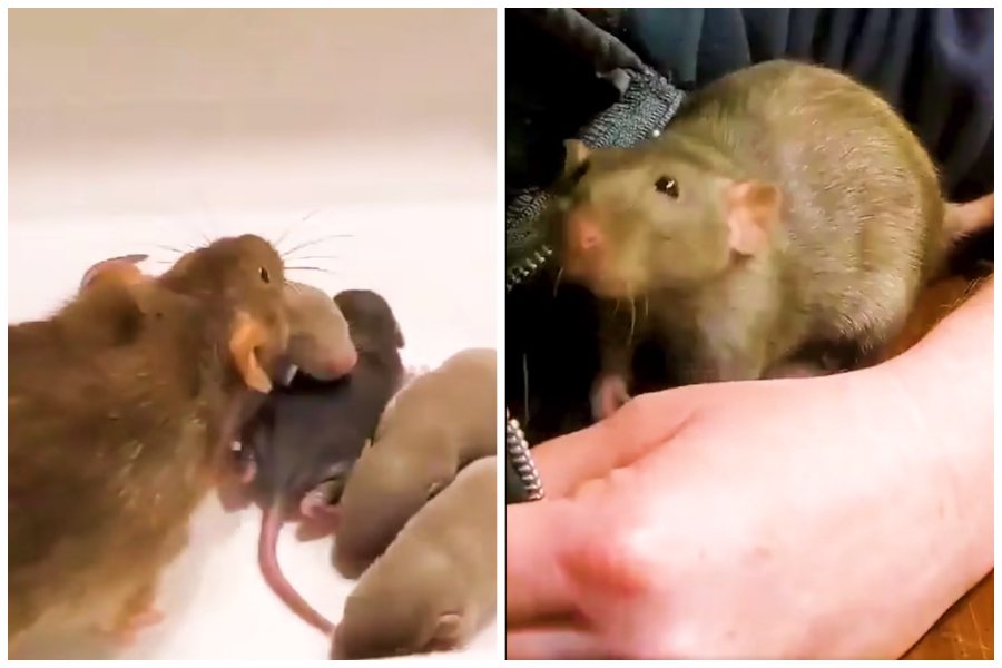 大老鼠把自己數隻寶寶逐一叼到飼主懷中。圖取自臉書