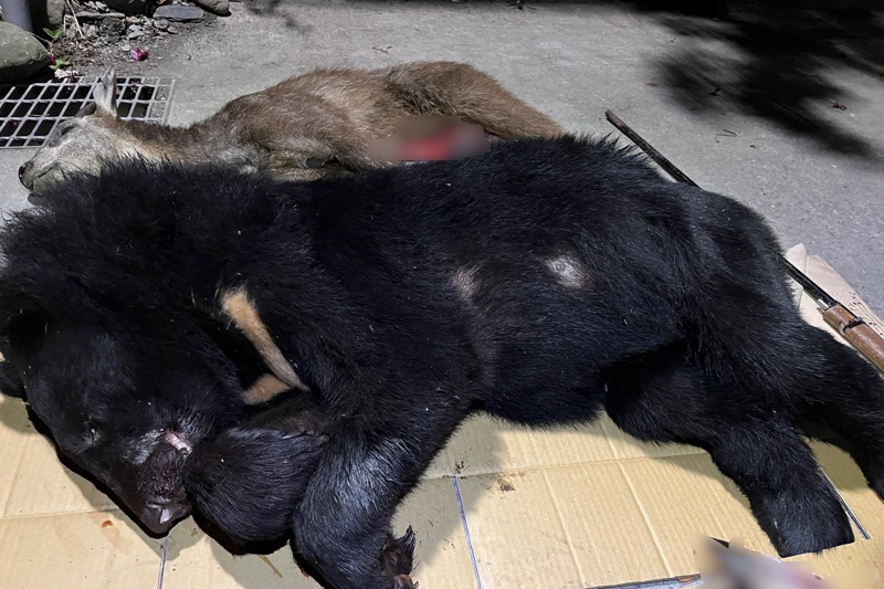 屏東檢警查獲3年內有4隻黑熊遭獵殺，照片中這隻黑熊，也是被獵殺後，網路瘋傳影片的主角。圖／屏東地檢署提供