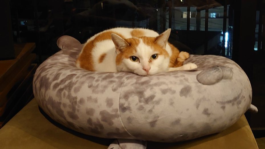 橘白貓Raoh的重量把抱枕壓扁了。圖擷自推特@gotsumekawauso