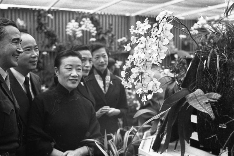 1954年4月9日，省農林廳、中國蘭花協會籌備處舉辦全省蘭花展預展，招待各界貴賓，中外人士數百人到會。圖／聯合報系資料照片