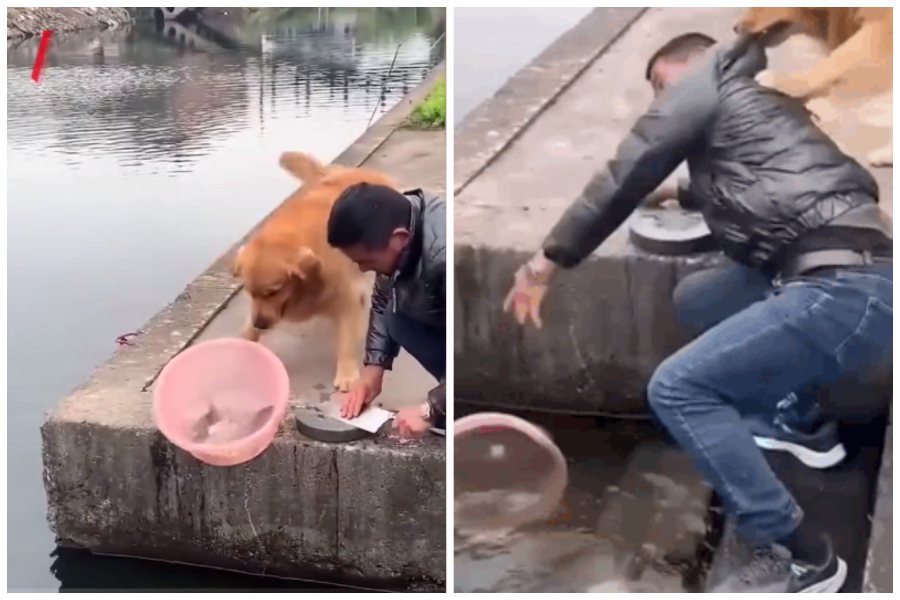 飼主在河邊準備殺魚，他身旁的黃金獵犬居然趁隙把魚推下水放生。圖取自微博