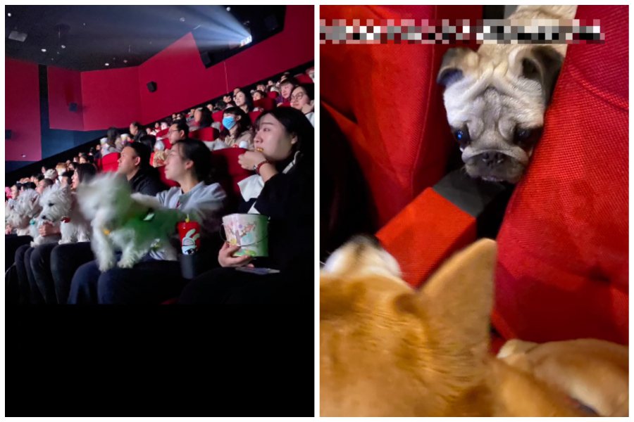 電影院舉辦寵物包場活動，可讓飼主帶愛犬來觀影。圖取自抖音
