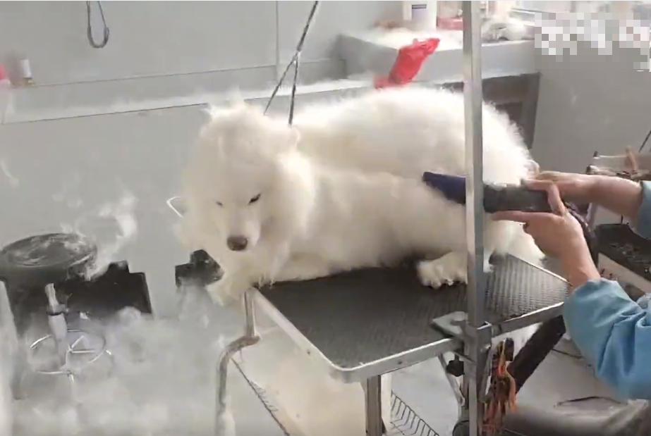 寵物美容店員幫薩摩耶犬吹毛，大量雪白的毛髮在室內紛飛。圖取自微博