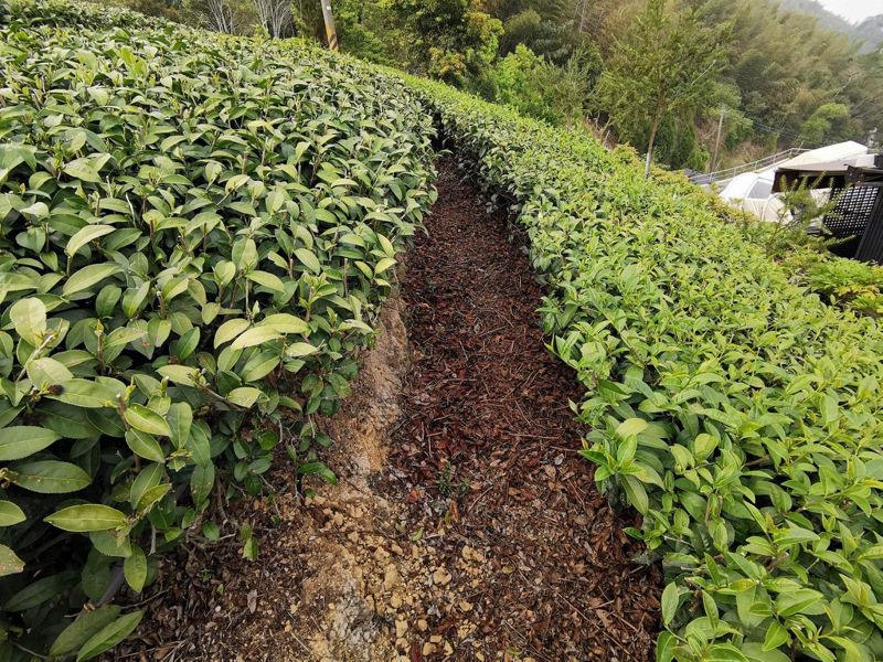 嘉縣梅山太平茶園採手春茶，可見左邊茶樹完全沒有生長新芽，右邊則有吐芽，僅收2成。圖／振峰茶園提供