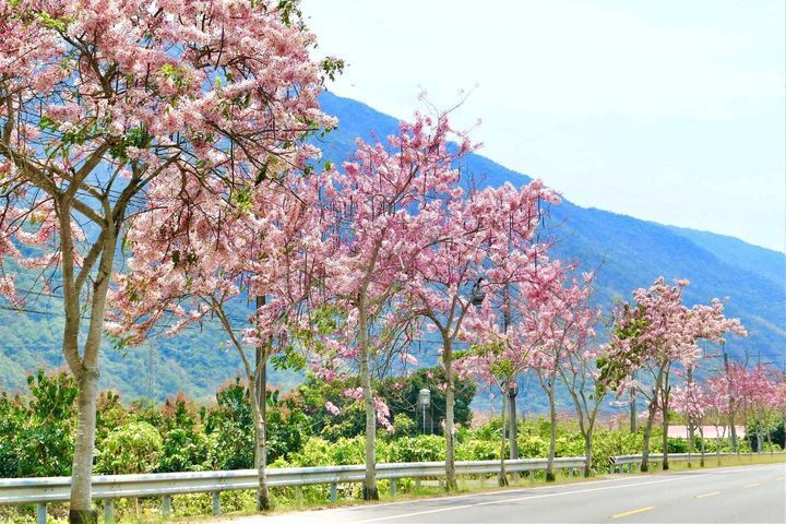 六龜粉紅花旗木盛開美景。 圖／茂林國家風景區管理處提供