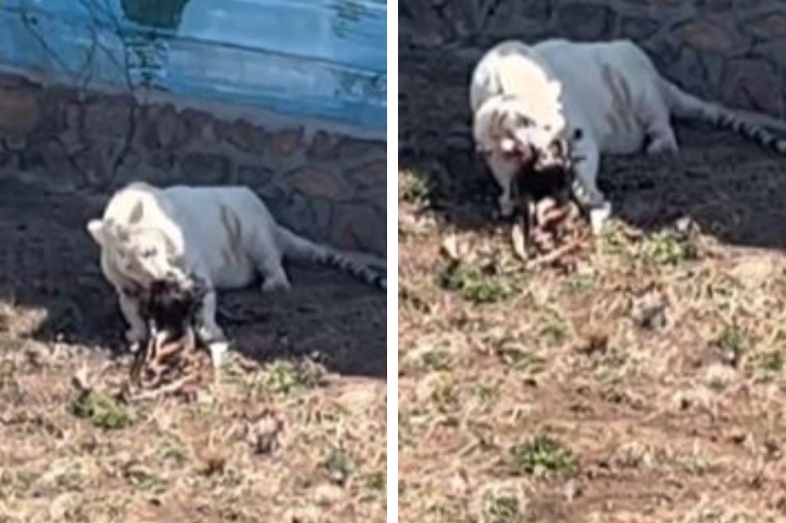 一名網友在動物園觀光時，在老虎展示園區卻驚見一隻大白虎正在津津有味地吃一隻藍孔雀，驚悚的畫面全都被當天前去的遊客拍下，影片在網路上瘋傳掀起熱議。
 (圖/取自影片)