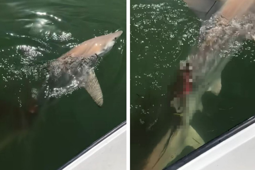 一名漁夫帶著兩名釣客出海捕獲一條長達1.8公尺的大鯊魚，鯊魚竟然詭異狂震起來，下秒就看到這隻鯊魚被咬掉一大塊肉，原來是有一隻更兇猛的殺手鯊魚「公牛鯊」在底下躲著襲擊獵物。 (圖/取自影片)