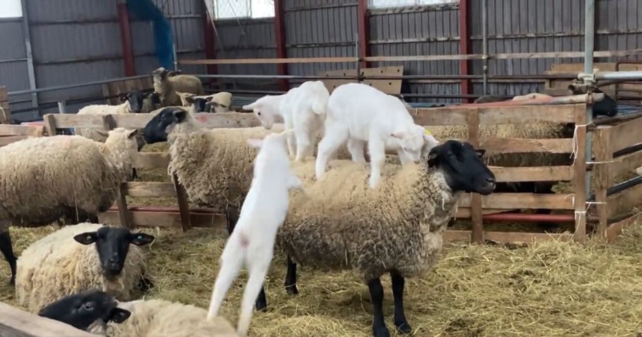 一隻成羊身上站了三隻小羊。（圖／翻攝自推特 @gomib_ma）