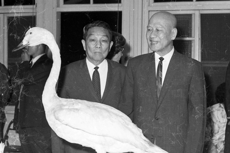 1966年4月11日，狩獵協會主辦的全台獵人餐會，在中華體育協會的大廳內舉行，全國體育協進會理事長楊森（左）及狩獵協會的名譽理事白崇禧（右）與主菜天鵝的標本一起合影。圖／聯合報系資料照片