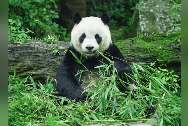 台北市立動物園現有3隻大貓熊，此為團團與圓圓的大女兒「圓仔」。圖／台北市立動物園提供