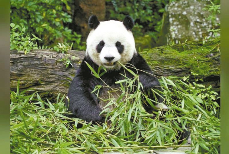 台北市立動物園現有3隻大貓熊，此為團團與圓圓的大女兒「圓仔」，今年已9歲，已達適婚年齡。圖／台北市立動物園提供