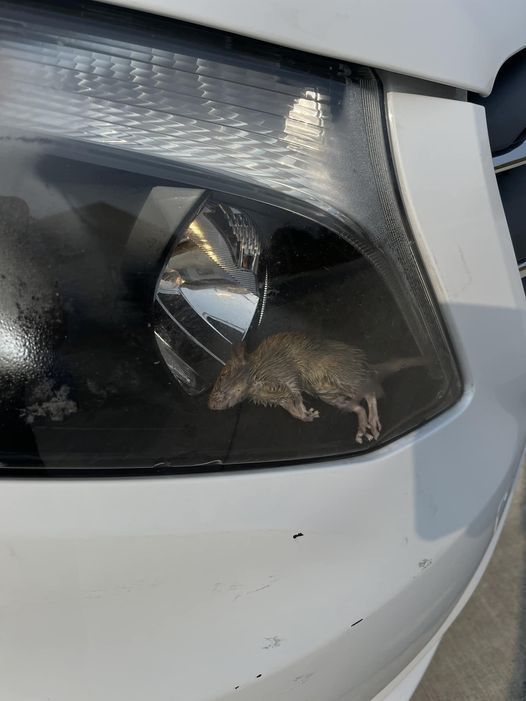 網友貼出一張照片，有一隻米奇躺在車頭燈裡，狀似睡著。 圖擷自臉書