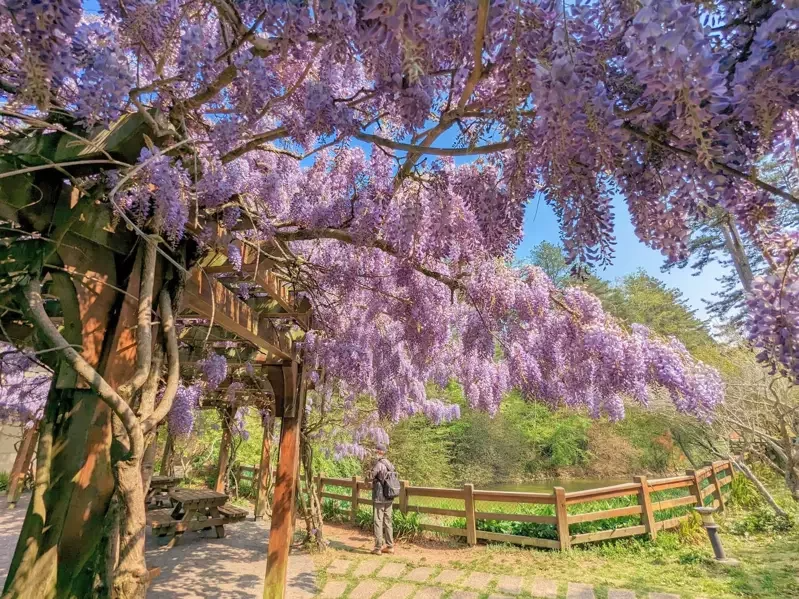 福壽山農場紫藤花現正開花，一片紫色浪漫，吸引遊客。 圖／福壽山農場提供
