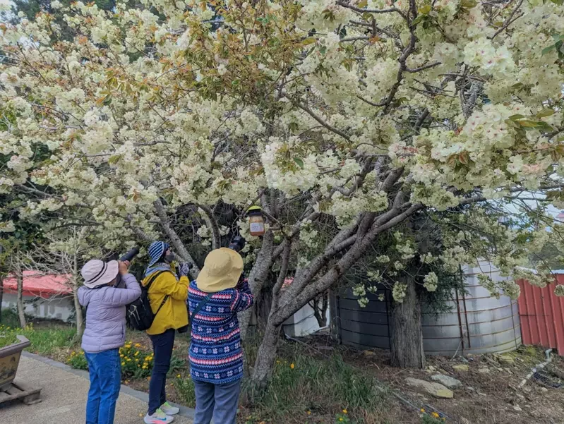 福壽山農場黃色鬱金櫻滿開，遊客拍照打卡。 圖／福壽山農場提供