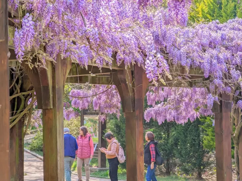 福壽山農場紫藤花現正開花，一片紫色浪漫，吸引遊客。 圖／福壽山農場提供