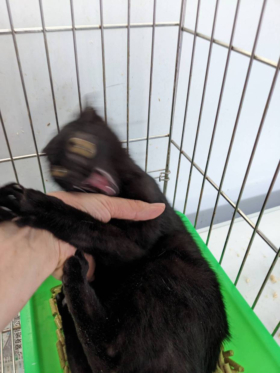 「板橋動物之家」有隻新來的黑貓在網路上爆紅，照片神似經典動畫《魔法阿嬤》的黑貓。圖擷自新北市動保處
