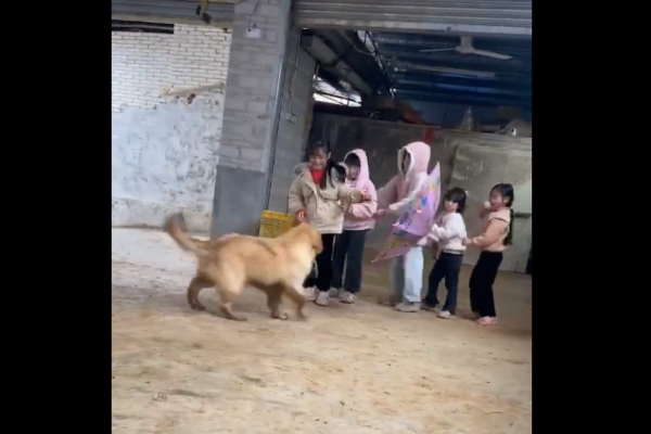 一隻黃金獵犬跟小朋友們玩起老鷹抓小雞的遊戲。圖/翻攝自微博