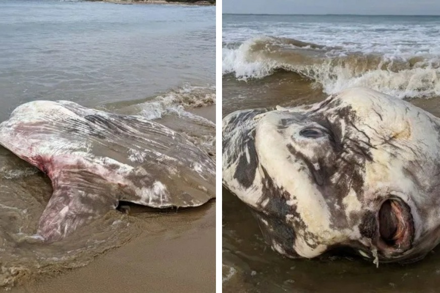 一隻相當巨大、長相詭異的海獸被沖上沙灘，吸引不少網友熱議，許多人都擔心天有異相。 (圖/取自臉書粉專「Green9ja」)