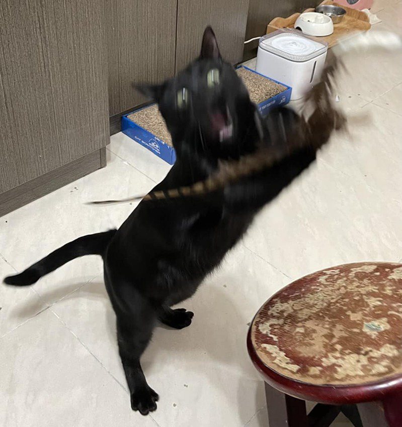 不少網友把自家黑貓搞笑照一起張貼分享。圖／臉書「貓狗走失協尋救援認養」翻攝