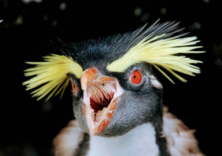 朱建銘上月耗費20多天搭機、坐船，到南大西洋的崔斯坦達庫尼亞小島，拍下最美的「北跳岩企鵝」照片，完成人生幸福清單。圖／朱建銘提供