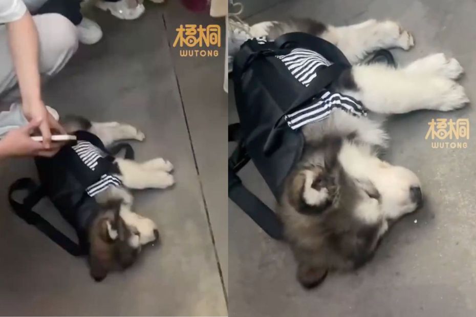 這隻阿拉斯加雪橇幼犬直接側躺在地上呼呼大睡。（圖／翻攝自微博）