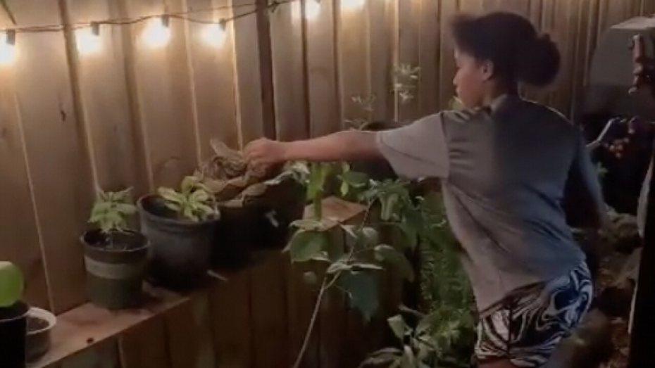 一名16歲少女發現一隻巨蟒出現在鄰居家中院子的盆栽上，她完全不畏懼立刻衝上前抓住巨蟒的頭部將其捕捉移往其他地方。 (圖/取自影片)