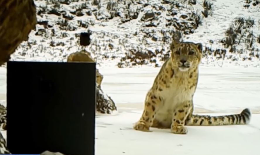 野生動物保育區中一隻雪豹看到巡護員放置的一個小鏡子感到相當好奇，看到鏡中自己甚至露出陶醉的笑容，就像在說「我怎麼這麼帥」。
 (圖/取自影片)