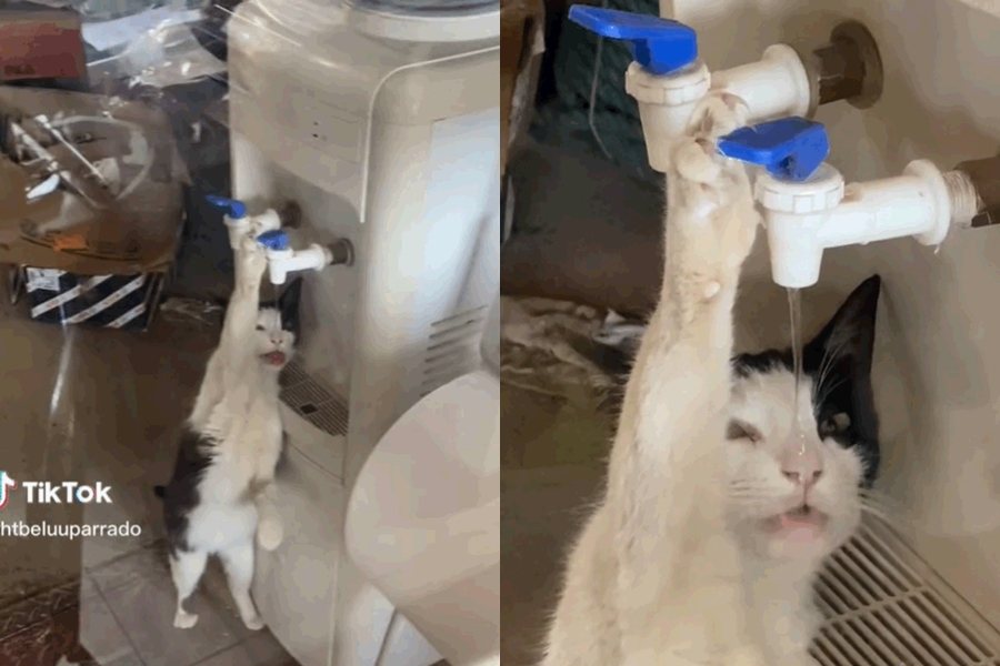 貓咪靠自己的力量打開飲水機暢飲。圖擷自TikTok/@thtbeluuparrado