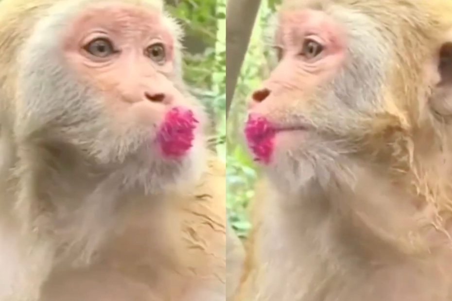 猴子吃火龍果秒套「化妝濾鏡」。（圖／翻攝自微博）