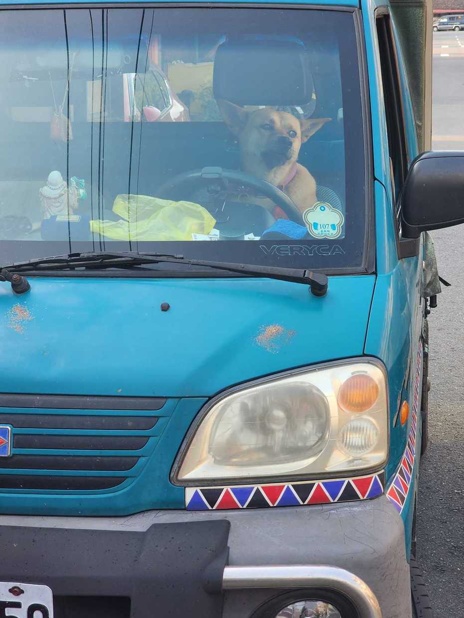 一隻米克斯狗坐在貨車的駕駛座上，雙眼無神的模樣就像是大徹大悟狗生大道理一樣。 (圖/取自臉書社團「路上觀察學院」)