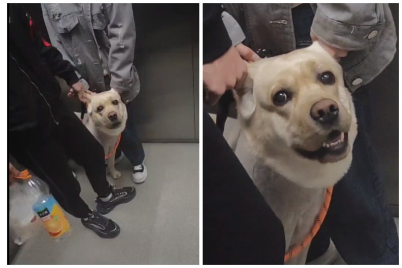飼主帶他的狗搭電梯，極力拽住牠的耳朵。圖取自微博
