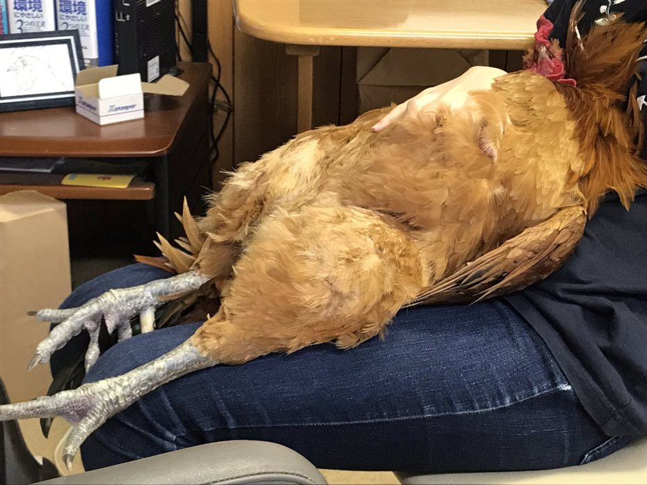 寵物雞躺在主人大腿撒嬌，可愛模樣融化不少網友。圖擷自推特@itakkku